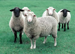 photo of sheep