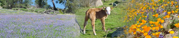 Photo_collage_of_plants_and_cow