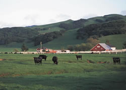 image of cows and a barn