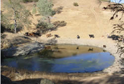 cows
at a pond
